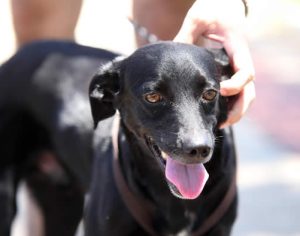 Londrina: Audiência discute enterro de animais no mesmo túmulo de tutores