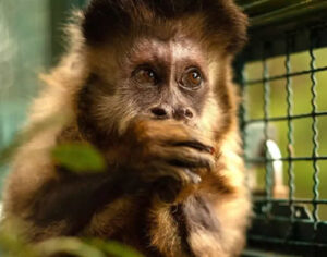 IAT e UEL firmam parceria pela conservação dos macacos-prego