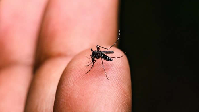 dengue londrina
