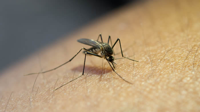 dengue londrina