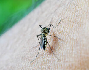 Moradora de cidade da RML tem morte confirmada por dengue