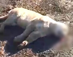 Onça-parda morre após ser atropelada em rodovia de Londrina