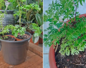 Sema promove oficina especial de plantio em vaso neste sábado