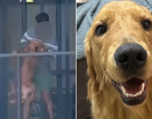 Bento: cão agredido em Londrina será adotado por família definitiva