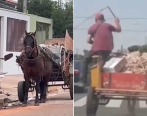 Londrina cria política para fim das carroças e inclusão de carroceiros