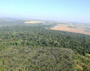Parque Mata dos Godoy em Londrina será reaberto para visitantes