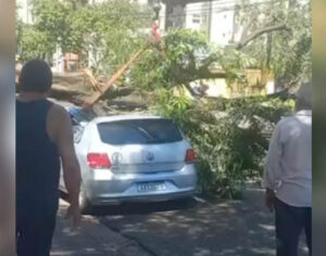 Árvore condenada cai sobre carro estacionado na área central de Londrina