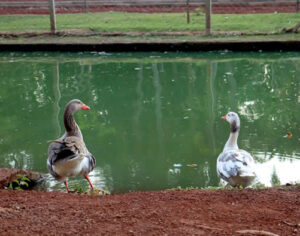 Excesso de algas pode oferecer perigo à vida aquática do Lago Igapó