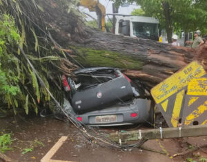 Árvore de grande porte cai sobre carro e bloqueia via no Centro de Londrina