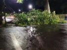 Londrina: temporal derruba ao menos sete árvores e destelha imóveis