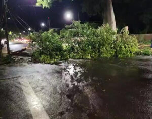 Londrina: temporal derruba ao menos sete árvores e destelha imóveis