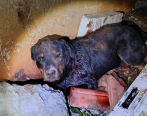 Londrina: homem é preso após agredir o próprio cão com pedradas e facadas