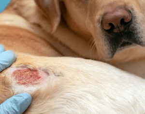 UEL firma acordo para desenvolver petcare contra a dermatite canina