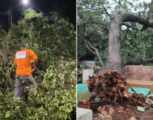 Temporal derruba mais de 100 árvores e destelha 30 imóveis em Londrina