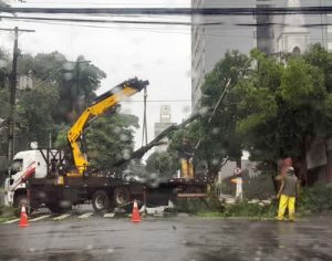 Chuvas e ventos derrubam árvores em pelo menos três regiões de Londrina
