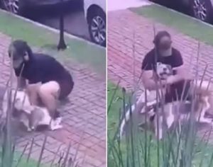 Tutor salva cachorrinho durante ataque de pitbull em Londrina; veja vídeo
