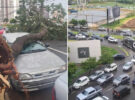 Londrina: temporal causa transtornos e derruba ao menos sete árvores