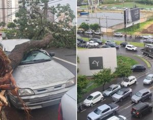 Londrina: temporal causa transtornos e derruba ao menos sete árvores