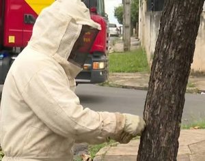 Duas pessoas ficam feridas após ataque de abelhas na Vila Casoni em Londrina