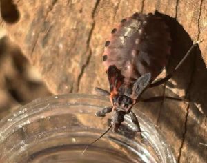Saúde reforça alerta para prevenção da doença de Chagas no Paraná