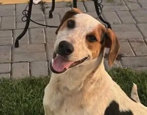 Cachorro comunitário é morto a tiros e revolta moradores no Paraná
