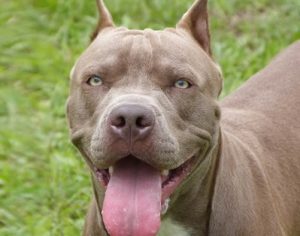 Polícia investiga ataque de pitbulls que matou cachorra em Londrina