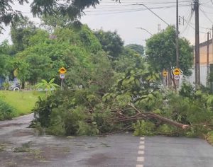 Temporal deixa rastro de destruição na Zona Leste de Londrina