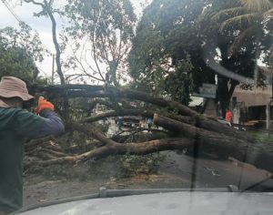 Temporal derruba árvores e deixa centenas de imóveis sem energia em Londrina
