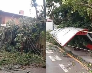 Chuva intensa de 35 mm em apenas uma hora derruba árvores em Londrina