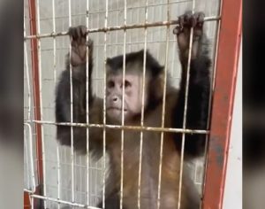 Ação da Guarda Municipal resgata macaco enjaulado em Londrina