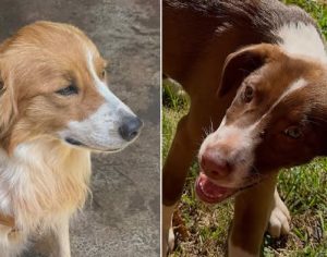 Família procura Simon e Shira: cães que sumiram na Zona Leste de Londrina