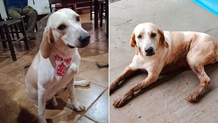 cachorro desaparecido em londrina