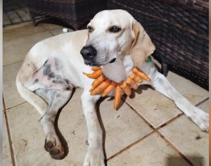 Família procura por Duque, cão de três patas desaparecido em Londrina