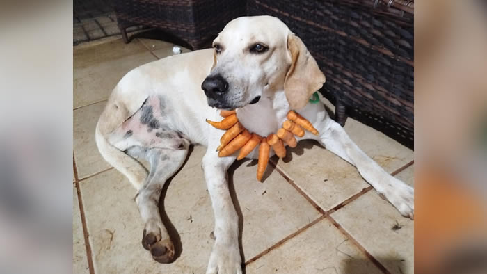 cachorro desaparecido em londrina