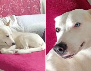 Tutor procura por Polo, cachorro que sumiu há mais de um mês em Londrina