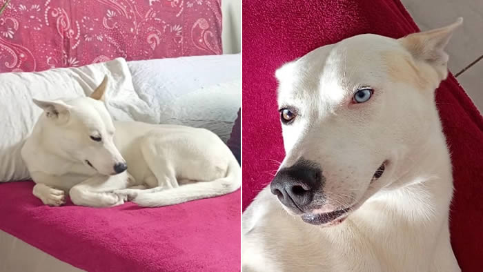 polo cachorro