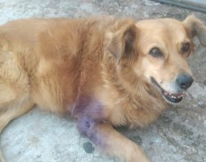 Após matéria do TEM, família recebe informação e encontra cachorra Sandy