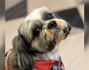 Família procura por Snoopy, cachorrinho desaparecido em Londrina