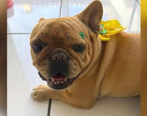 Família procura por Zoe, cachorra desaparecida na Zona Leste de Londrina