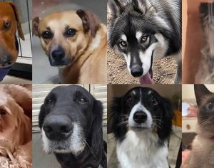 Famílias pedem ajuda para encontrar oito pets desaparecidos em Londrina