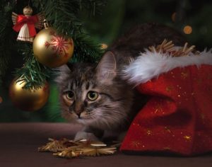 10 imagens super fofas que mostram como seria um Natal só de gatos