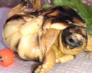 Tartaruga com deformidade na coluna ganha rodinhas para conseguir andar