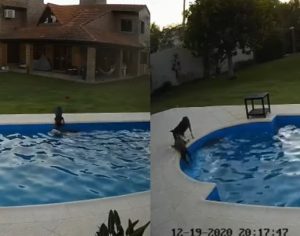 Emocionante! Filhote salva cachorra de 14 anos que caiu na piscina; assista