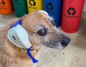 Conheça o fone de ouvido apropriado para seu pet, o DogPhone