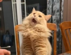 Gatinhos malabaristas e seu dono fazem sucesso na Internet