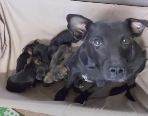 Mãe pede ajuda para resgatar seus 6 filhotes presos embaixo de casa; veja vídeo