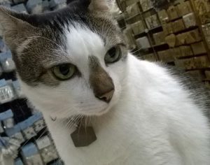 Conheça Rubinho Correia, o gato que vive tranquilamente em um Shopping